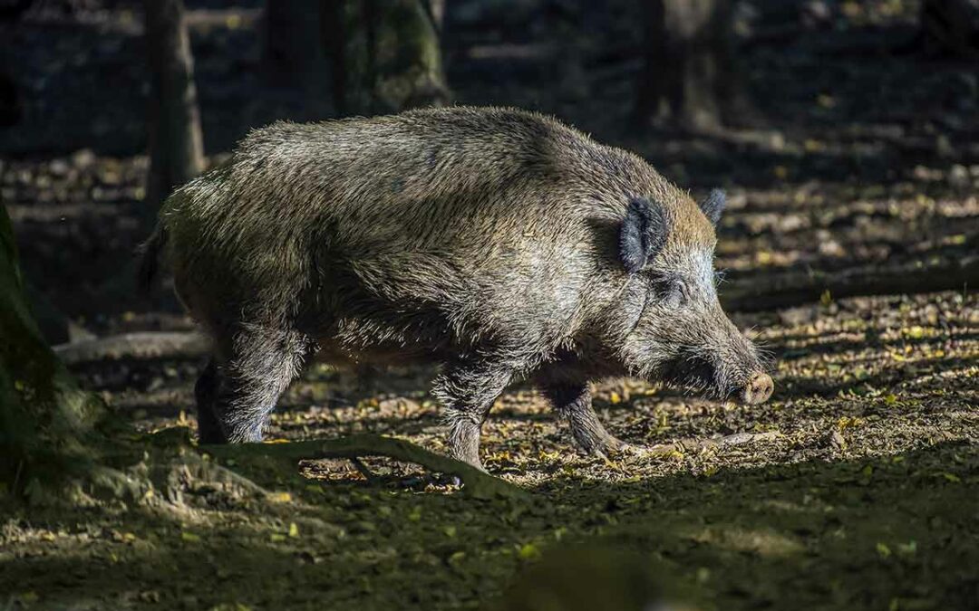 CALENDRIER DE CHASSE